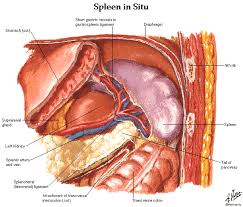 This video explains the location and functions of the human liver in an easy to understand language.liver is not only the largest internal organ of human. Free Download Abdomen Spleen Liver Anatomy And Physiology Diagrams Free Pdf Epub Medical Books