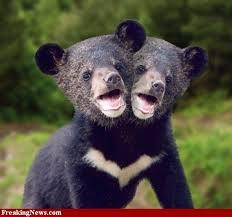 Two Headed Bear Unique Animals Rare Animals Weird Animals