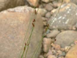 Image result for Bulbostylis hispidula