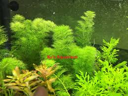 Image result for Limnophila fluviatilis