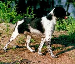 Image result for bretanský dlouhosrstý ohař