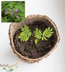 Sensitive Plant Growing Kit Mimosa Pudica Seed By Theseedsensei Plants Sensitive Plant House Plants Indoor
