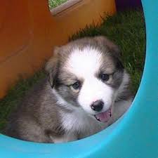 I have been raising coltrievers in lacey, washington since 2010. Border Collies For Sale Oregon