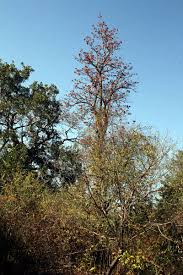 Image result for Fernandoa magnifica