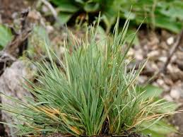 Image result for Eragrostis caespitosa