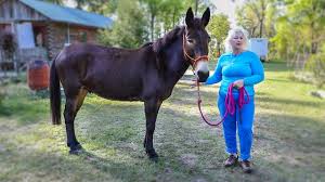 The offspring of a female horse and a male donkey; How To Train Your Mule To Lead With Manners Youtube
