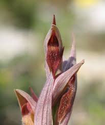 Image result for Hippocratea parviflora