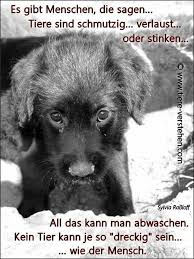 Kein Tier Spruche Tiere Hund Zitat Susse Hundebilder