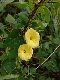 Image result for Ipomoea ochracea