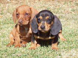 Miniature Dachshund Dapple Worshondjies Worsies Puppies For Sale Dachshund Puppies Puppies Cute Dogs