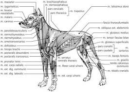 A Kutya Feluletes Izmai Hayvan Anatomisi Anatomi Hayvan