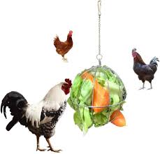 Typical symptoms include diarrhea, hypersalivation, purging, vomiting and weakness. Plants Chickens Should Avoid