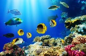 تفسير حلم السمك فى المنام لكبار المفسيرين مجلة رقيقة