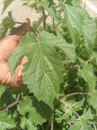 Image result for Ceratotheca integribracteata