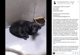 Searching for an escape to raleigh with your cat or dog? Nc Animal Shelter S Neglect Cost Dog His Leg Officials Say Charlotte Observer