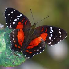 A must see for any trip to california. Mariposa Tropical Photography By Cesar Rincon Artmajeur