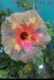 Pin On Hibiscus Part L Exotic Tropical Where You Find Unknown Name Origin And You Are Aware Please Advise Many Thanks G