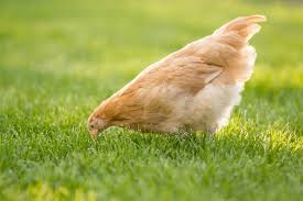A buff orpington cockerel photo courtesy of pam marshall. Complete Buff Orpington Care Guide Egg Laying Personality Chickens And More