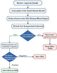 Image result for Group B Streptococcus Prophylaxis