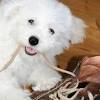 About second chance rescue & rehoming. 1