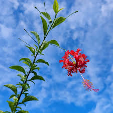 Image result for Hibiscus schizopetalus