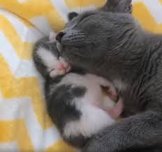 nette zeit time sevimli nette sevimli time zeit susse tiere tiere baby katzen
