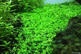 The 'monte carlo' is an aquatic plant that originates from asia, south america, and most prominently in argentina. Micranthemum Sp Montecarlo 3 Submerged Planted Aquarium Wasserpflanzen Aquariumpflanzen