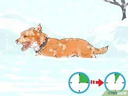 If the weather outside is too hot or too cold, avoid taking your dog for hikes. 3 Ways To Protect Dog Paws Wikihow
