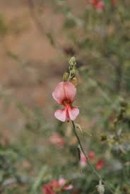 Image result for Indigofera heterotricha