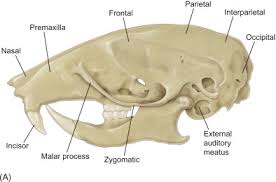 Labelled diagram of long bone. Skeletal System Sciencedirect