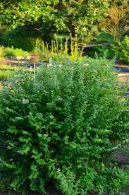 Image result for Corallocarpus schinzii