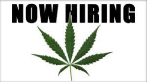 Our company employs only competent and dedicated budtender cover letter examples freelance writers who are experts in more than 75 fields of studies. Write A Cover Letter For Marijuana Jobs