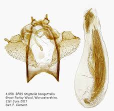 Image result for Stigmella basiguttella