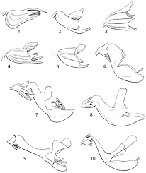 Image result for Coleus calycinus