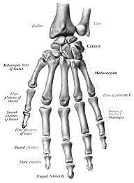 Pergerakan ini dilakukan dengan menggunakan tangan dan lengan, tapak dan kaki, bahu, dan sediakan ruangan bagi aktiviti pergerakan. Ibu Jari Wikipedia Bahasa Indonesia Ensiklopedia Bebas