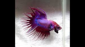 Click on a picture below to. Purple Crowntail Betta Male 17 15 Starlight Youtube
