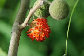 Image result for Broussonetia