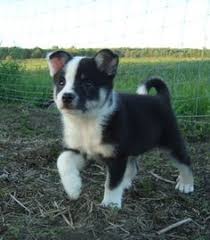 We pair sheltie breeders with you! 38 Icelandic Sheepdog Ideas Icelandic Sheepdog Sheepdog Dog Breeds