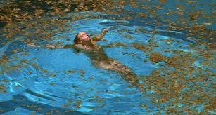 In 'swimming pool,' all the colors are very warm, sunny, the pool and all that. Swimming Pool Patrick Nabarro