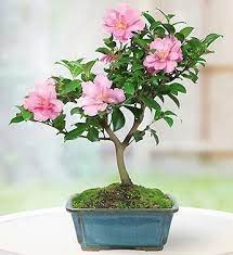 Video featuring products available on 1800flowers.com. Camellia Bonsai From 1 800 Flowers Com Bonsai Tree Types Bonsai Tree Bonsai Plants