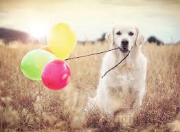 Check spelling or type a new query. Balloon Party Golden Retriever 500 Piece Jigsaw Puzzles By Ravensburger 16585