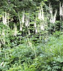 Image result for Bambekea racemosa