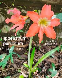 Image result for Hippeastrum puniceum