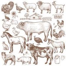 Farm Animals Goat Cow Horse Sheep Pig Bull Sheep Donkey Dog Cat Bird Goose Quail Duck Couple Turkeys Roos Animals Images Animals African Animals