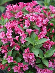 Get free best flowering bushes now and use best flowering bushes immediately to get % off or $ off or free shipping. Pin On Garden