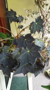 Actual Picture Of My 2nd Grown Black Velvet Begonia Plant Leaves Plants Begonia