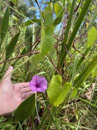 Image result for Ipomoea sinensis