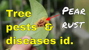 Tree Diseases Pests Pear Rust Identification Juniper Pear Trees Youtube