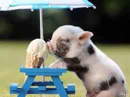 Image result for pets eating ice cream