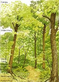 Maybe you would like to learn more about one of these? 1 Hutan Hujan Tropis Tropic Rain Forest Geographyeducation